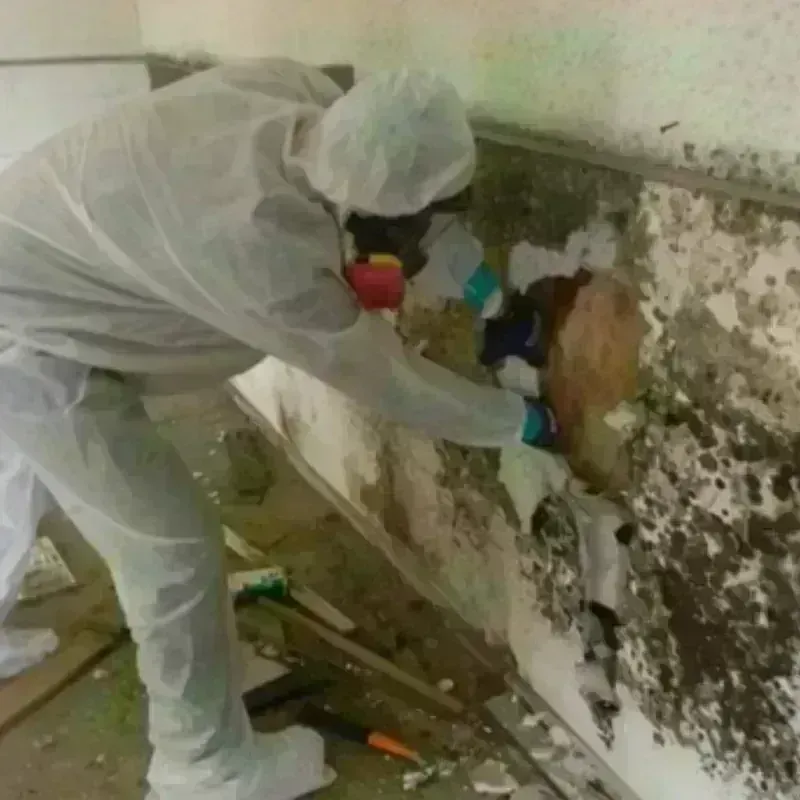 Mold Remediation and Removal in Broadus, MT